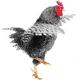 Back to FeatherSite
